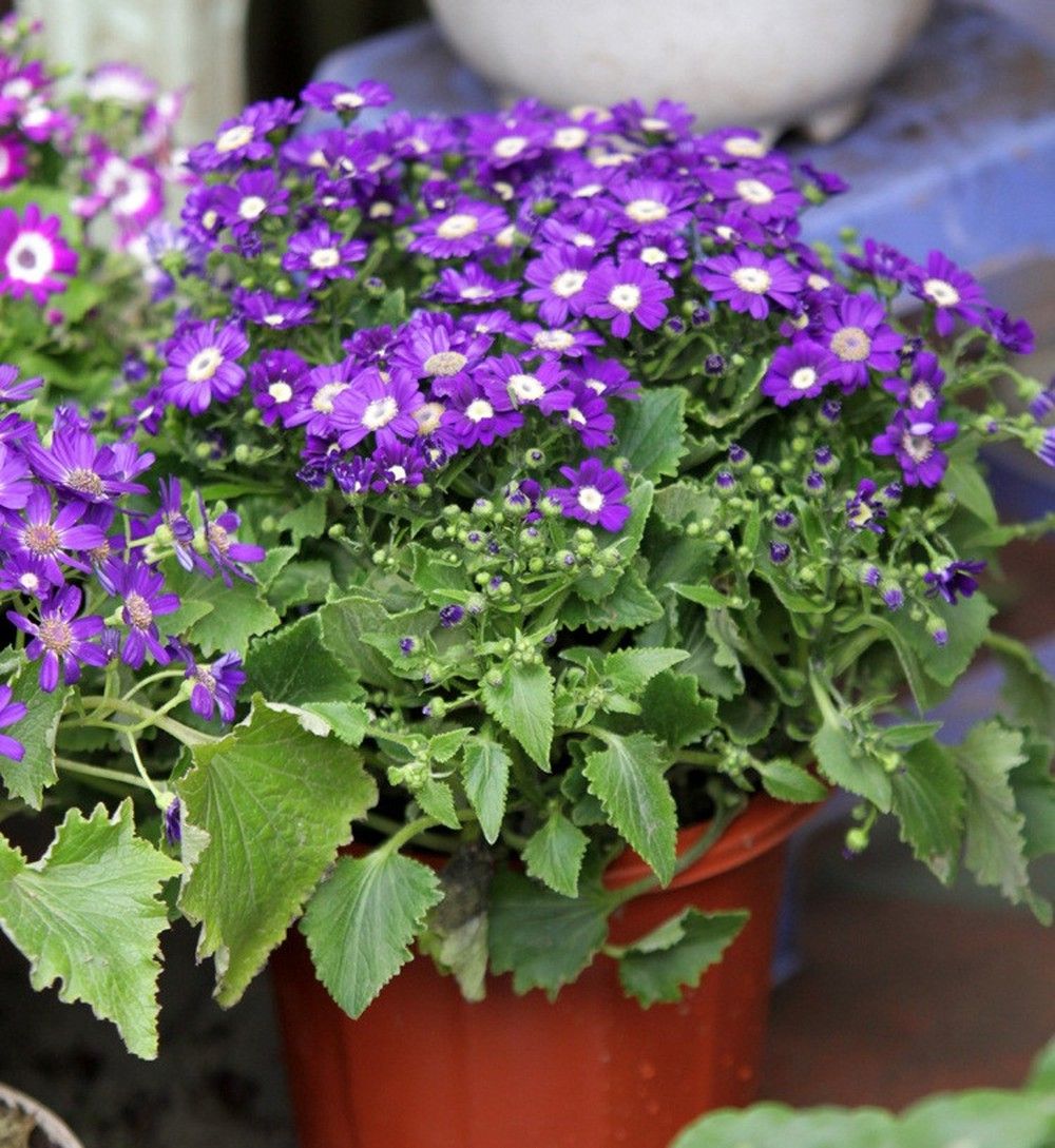 Hoa Cúc Lá Nho: Tác dụng, ý nghĩa và cách chăm sóc