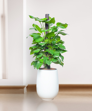 Cây trầu bà leo cột - Tìm hiểu về ý nghĩa, cách chăm sóc cây