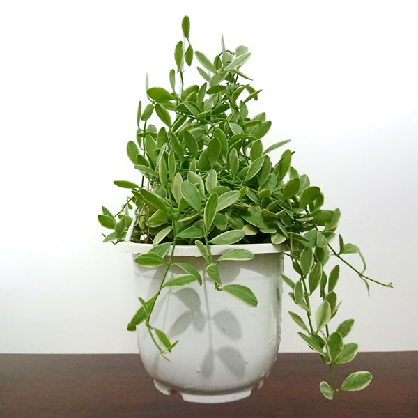 Lan hạt dưa là cây gì? Hướng dẫn cách trồng và chăm sóc cây