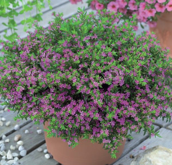 Hoa Cẩm Tú Mai: Ý nghĩa, cách trồng và chăm sóc