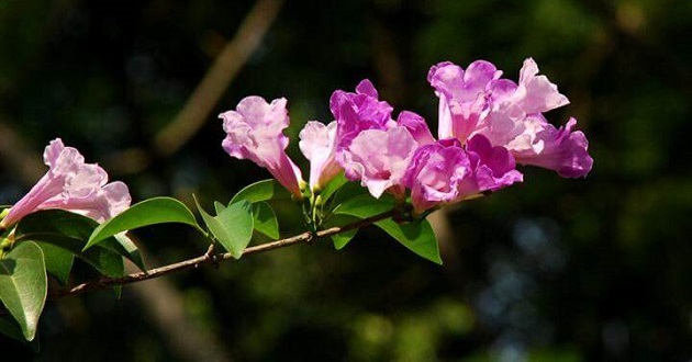 Hoa lan tỏi: Ý nghĩa, công dụng, vị trí, cách chăm sóc cây