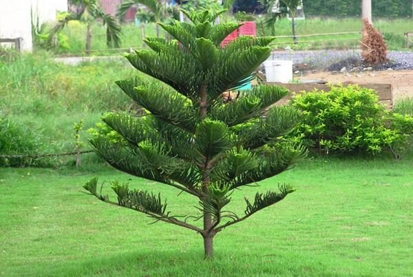 Cây Bách Xanh - Cây công trình, cây bóng mát