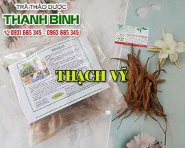 Thạch vỹ - Thạch vỹ trị sỏi thận