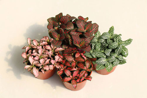 Cây Cẩm Nhung: tác dụng gì? ý nghĩa và cách chăm sóc