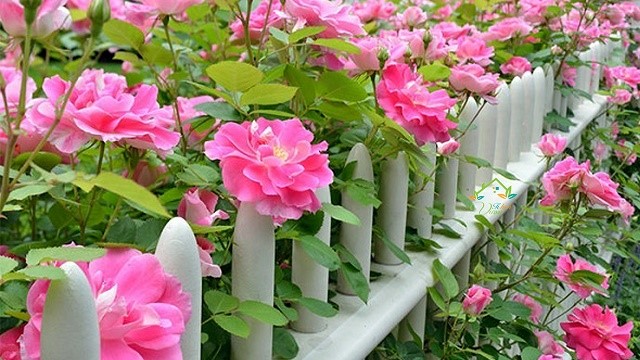 Chia sẻ bí quyết về cách trồng hoa hồng leo trong chậu