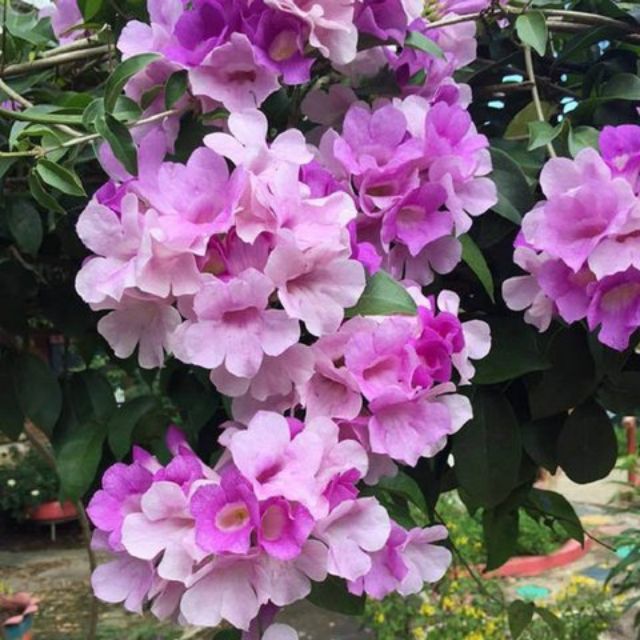 Khám phá hoa ánh hồng mang đến vẻ đẹp cho không gian