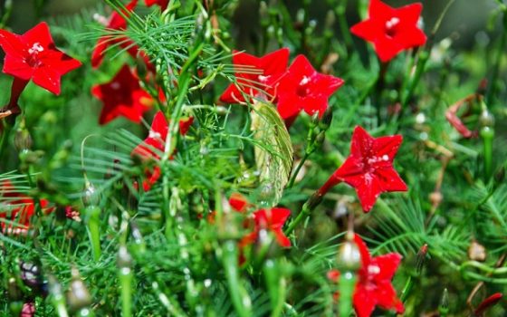 Dây tóc tiên leo ban công tươi đẹp, xanh mát