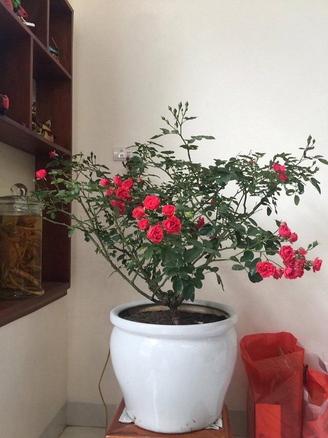 Bật mí bí quyết về cách trồng hoa hồng leo tường vi