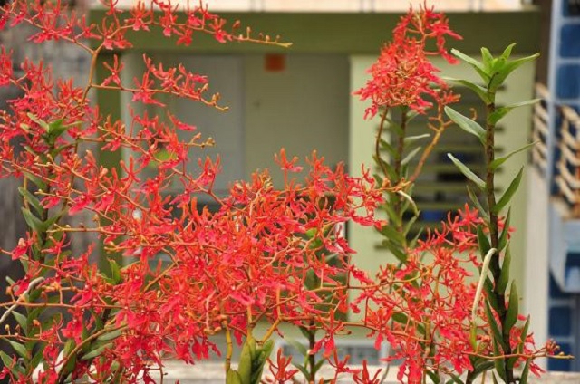 Tìm hiểu về Lan Phượng Vĩ, một loài hoa đẹp của Việt Nam