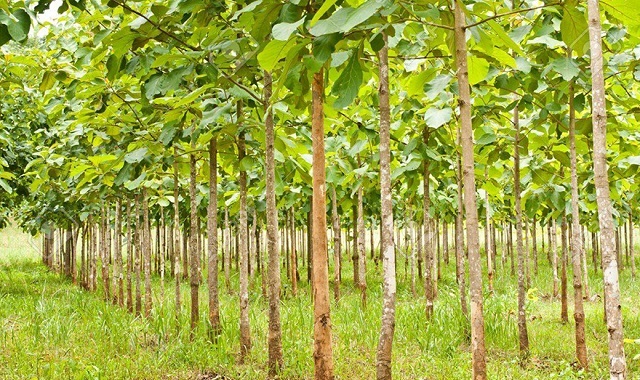 Cách trồng cây tếch, loài cây lấy gỗ đem lại giá trị kinh tế cao