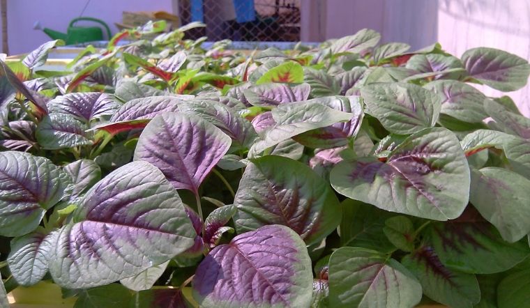 Cây Dền đỏ trồng viền công trình đẹp - Giông Hoa Đẹp