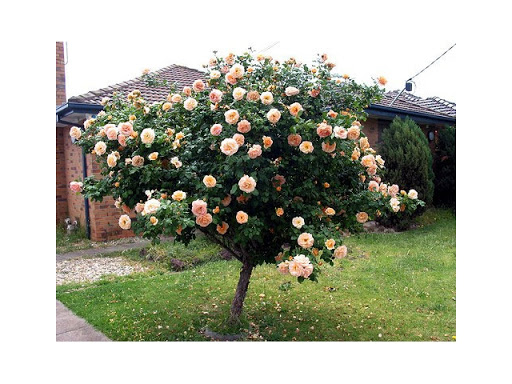 Hồng Tree Rose - Giống Hoa Đẹp