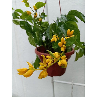 Cây Lan Hoàng Dương: Đặc điểm, tác dụng, ý nghĩa phong thủy