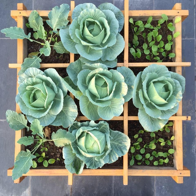 Khám phá cách trồng cây bắp cải mang lại năng suất cao