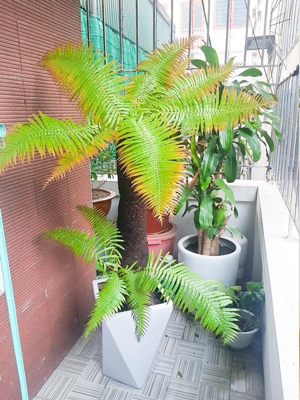 Dương xỉ cổ đại - Khám phá cách trồng, chăm sóc cây hiệu quả