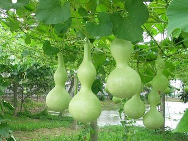 Kỹ thuật trồng cây bầu sai quả và tác dụng đặc biệt của bầu