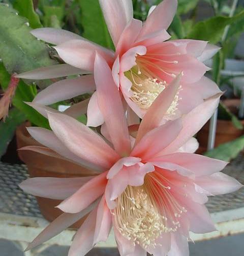 Hoa Nhật Quỳnh - Loài hoa nở bất chấp cả ngày lẫn đêm