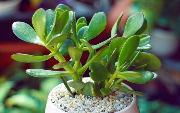 Cây Ngọc Bích: Đặc điểm, nguồn gốc, ý nghĩa