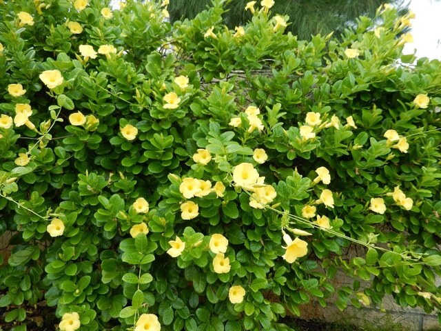 Hướng dẫn trồng và chăm sóc Cây Huỳnh Đệ đúng cách