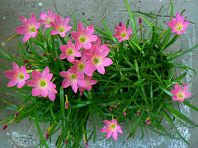 Cỏ Tóc Tiên - Cây sân vườn đẹp