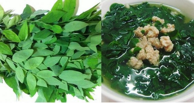 Tìm hiểu về cách trồng và tác dụng của cây rau ngót