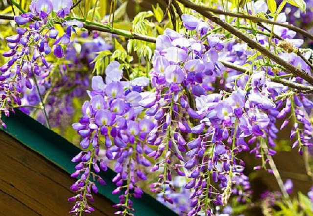 Bật mí chi tiết nhất về hoa tử đằng - Giống Hoa Đẹp