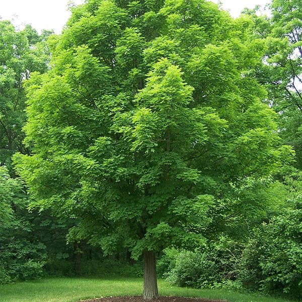 Cây Lát Hoa có tác dụng gì? Cách trồng và cách chăm sóc