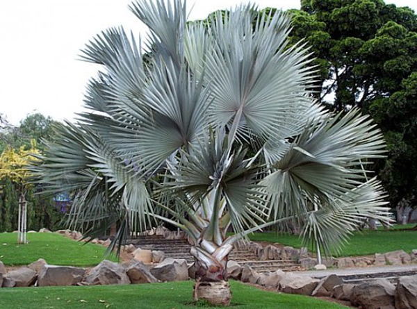 Cây kè bạc cùng những kiến thức có thể bạn chưa biết