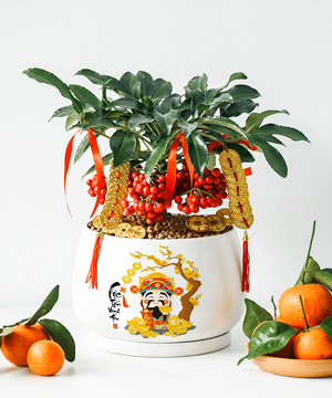 Cây kim ngân lượng: tác dụng, ý nghĩa và chăm sóc