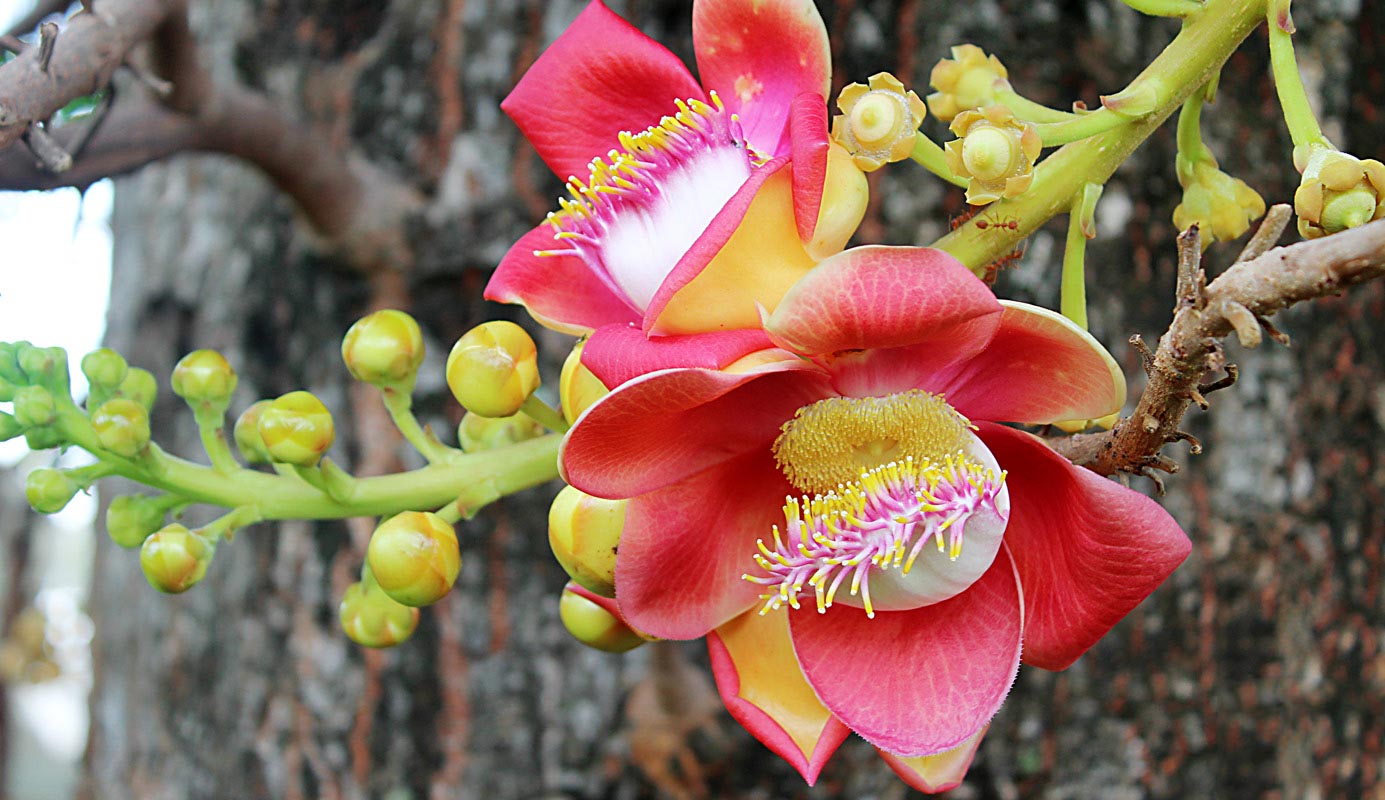 Cây Vô Ưu - Loài cây mang ý nghĩa tâm linh