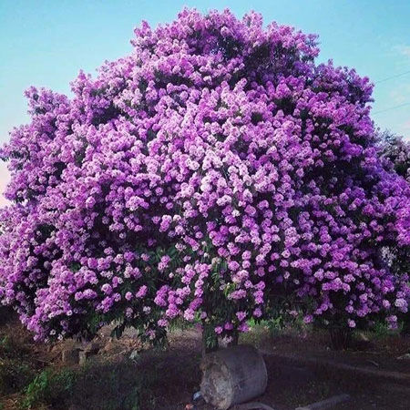 Ý nghĩa Cây Bằng Lăng Tím? Cách trồng và cách chăm sóc