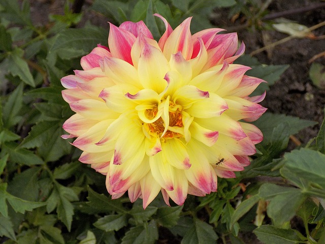 Hoa Thược Dược: Đặc điểm, ý nghĩa, cách trồng và chăm sóc