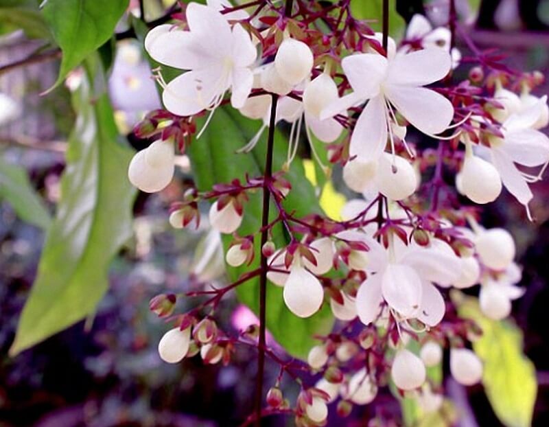 Cây dạ ngọc minh châu : Cách trồng, chăm sóc, vị trí đặt cây