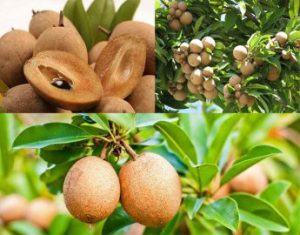 Cây Hồng Xiêm và những điều bạn cần biết về nó