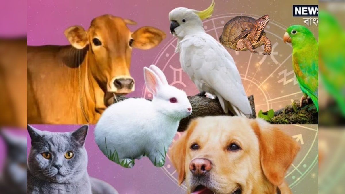 Animal Pet Rule: ভারতে কোন কোন প্রাণী বাড়িতে পোষা সম্পূর্ণ নিষেধ, জেনে নিন সঠিক নিয়ম