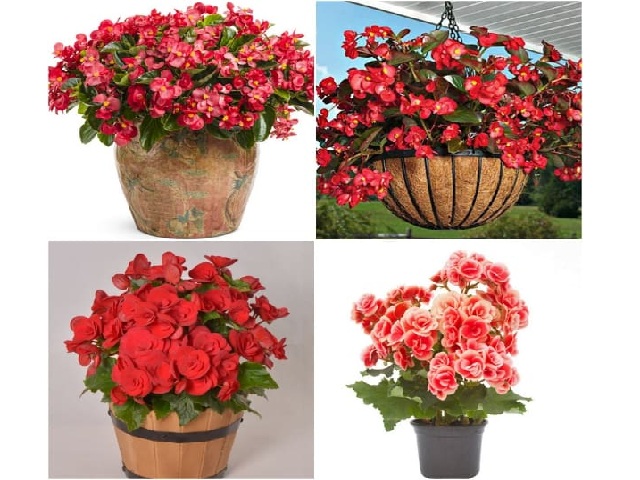 Thu Hải Đường - Cách trồng và chăm sóc hoa nở quanh năm