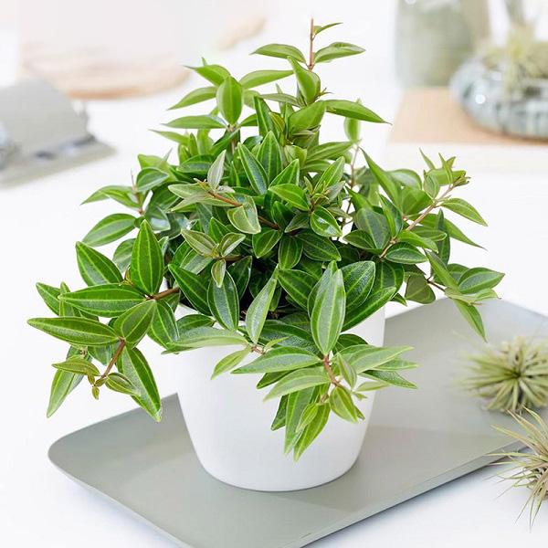 Cây bình an: Công dụng, ý nghĩa, cách trồng và chăm sóc cây