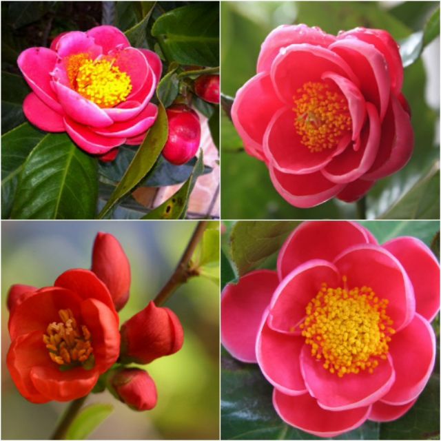 Cây Hoa Hải Đường: Công dụng và vị trí đặt cây phong thủy