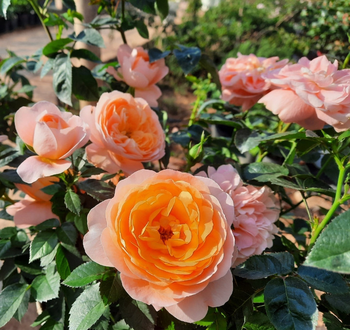 Hoa Hồng Tezza bụi thơm dịu nhẹ - Giống Hoa Đẹp