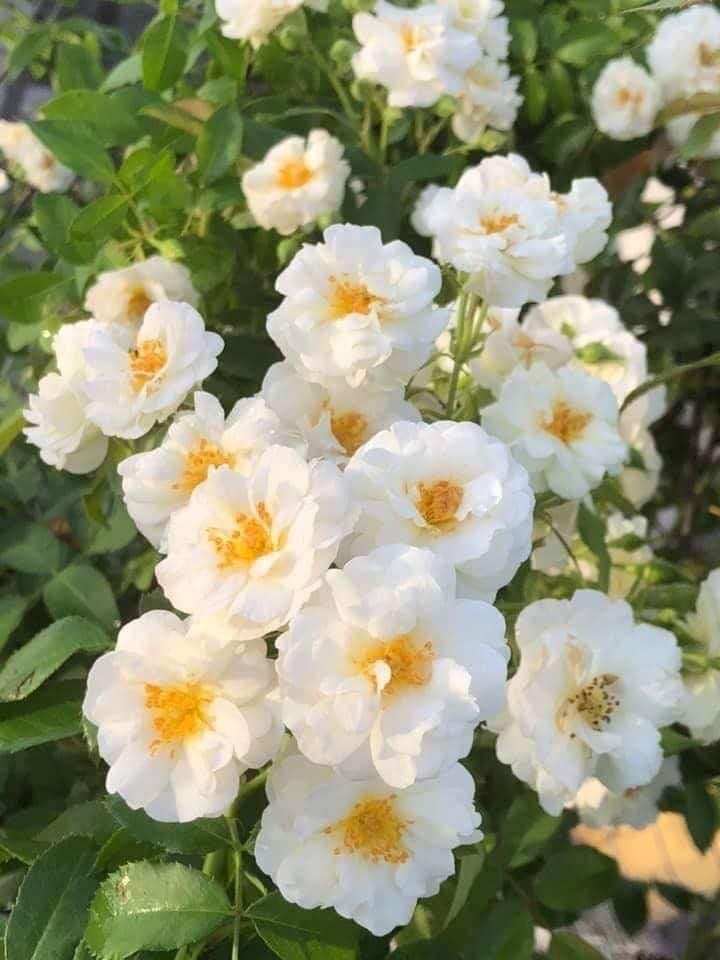 Hoa hồng friendship of strangers: Cách trồng và chăm sóc hoa