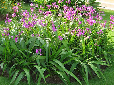 Cách trồng cây Chu Đinh Lan