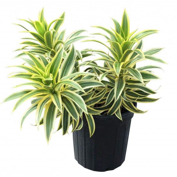 Trúc bách hợp: đặc điểm, ý nghĩa phong thủy và cách chăm sóc