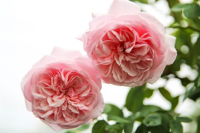 Hồng cổ Văn Khôi - hoa đẹp cho những người yêu thích hoa hồng