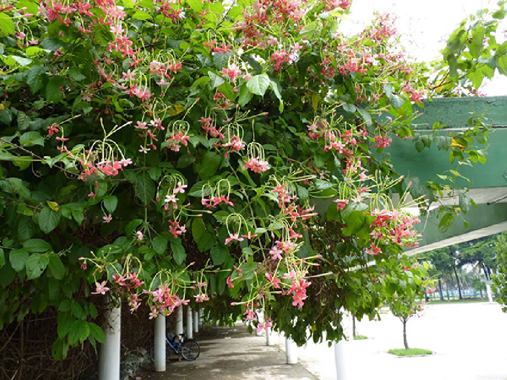 Cây hoa giun : cách trồng, tác dụng, hợp mệnh gì?