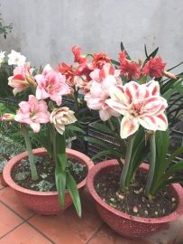 Hoa lan huệ có dễ trồng không? Nên mua củ giống ở đâu tốt?