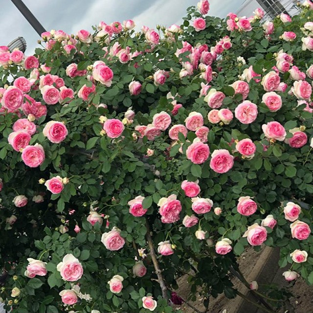 Bí quyết trồng hoa hồng leo bằng hạt đơn giản và rất hiệu quả