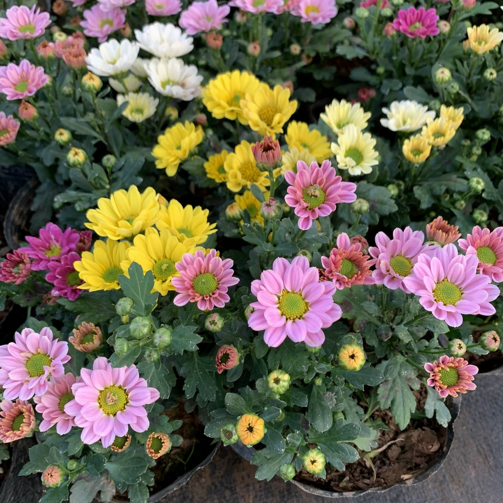 Hoa Cúc Tứ Quý có ý nghĩa gì? Đặc điểm hoa nhiều màu sắc