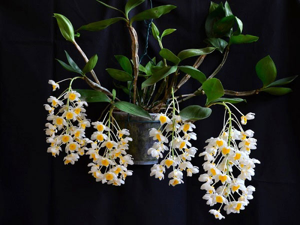 Lan Kiều Vuông: Đặc điểm, ý nghĩa và cách chăm sóc