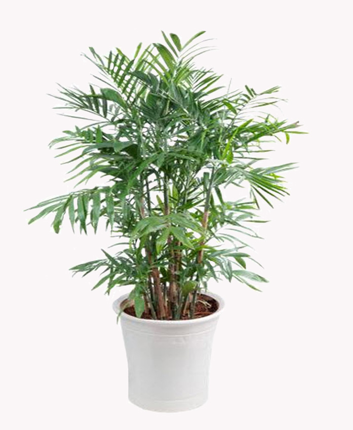Cây cau Hawai: Công dụng, ý nghĩa, cách trồng, chăm sóc cây