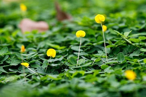 Cách trồng và chăm sóc cây cỏ Lạc đơn giản, phát triển nhanh